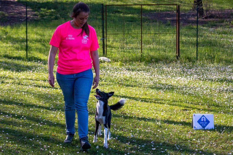 Rally Obedience