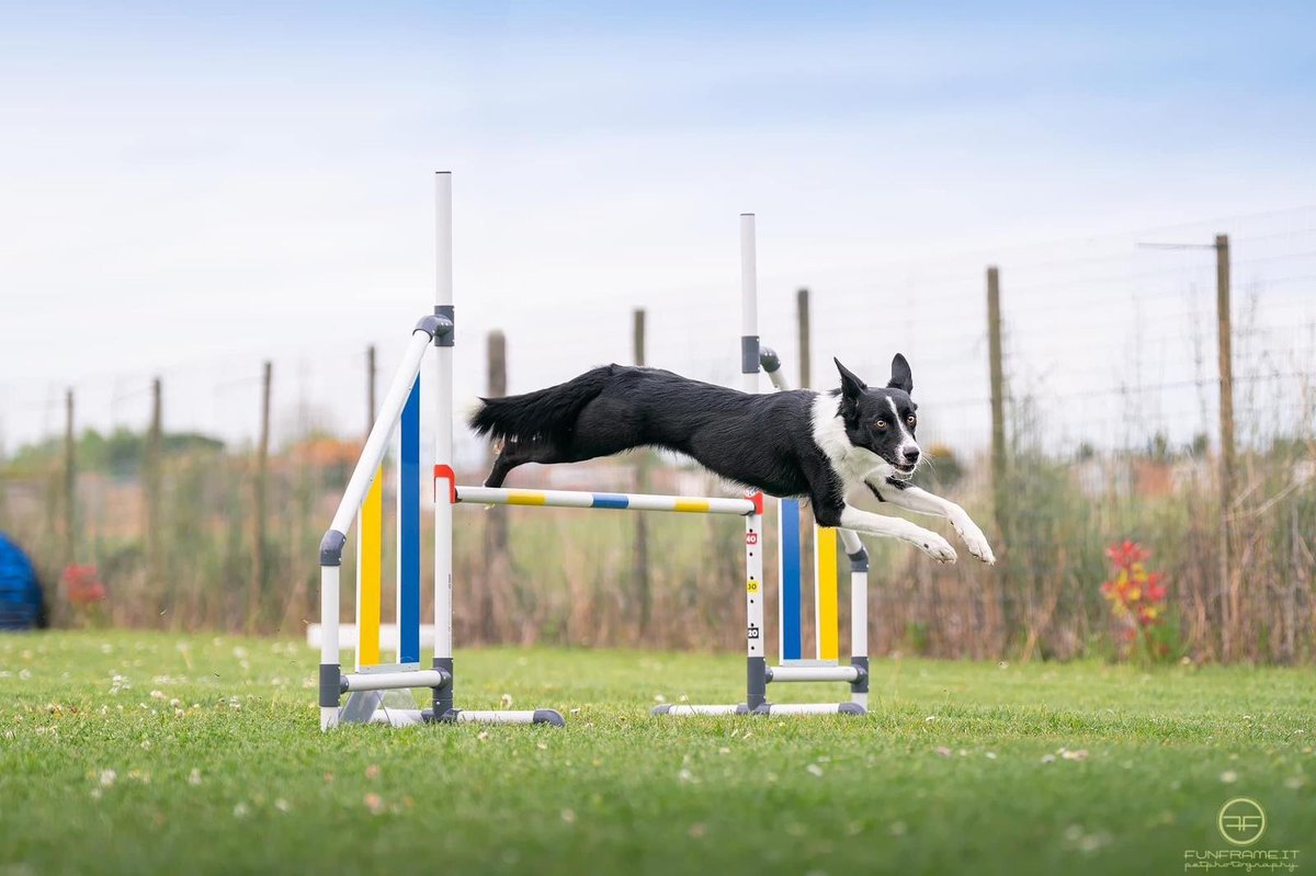 Agility Dog a Bologna con Alice Bonetti