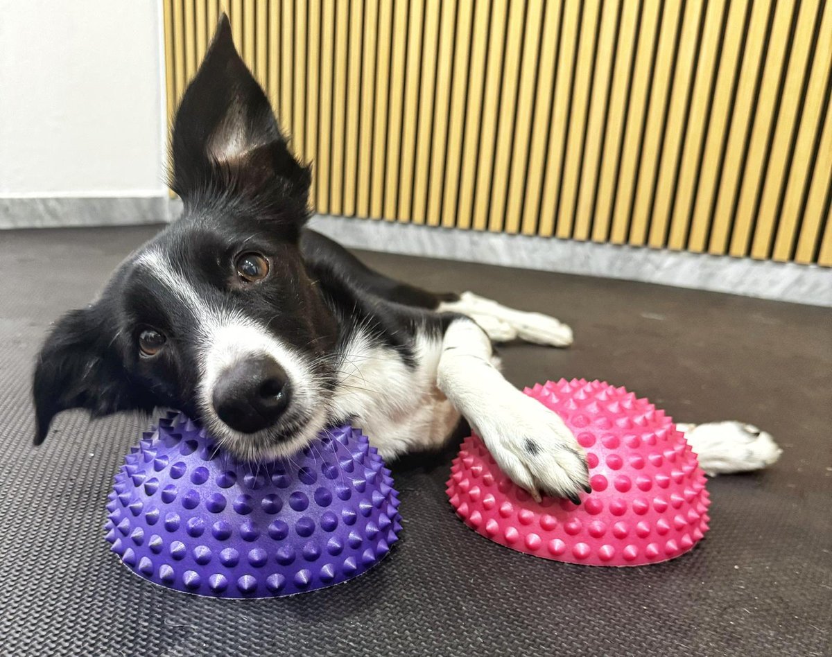 K9 Balance Safe and Sound — educazione cinofila a Bologna